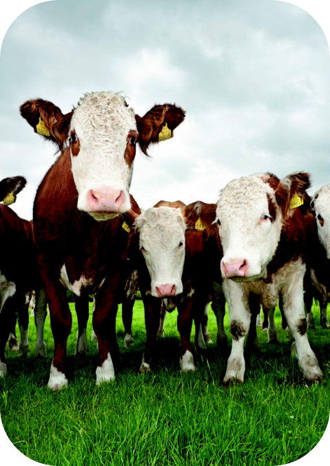 Cattle grazing