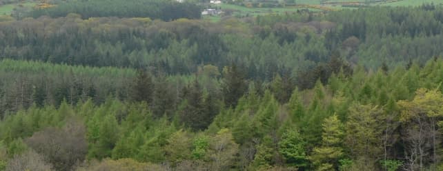 Forest-Carbon-Tool_Landing